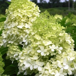 Гортензия метельчатая Фантом (Hydrangea paniculata 'Phantom')