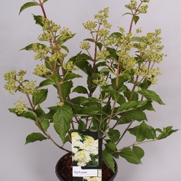 Гортензия метельчатая Фантом (Hydrangea paniculata 'Phantom')