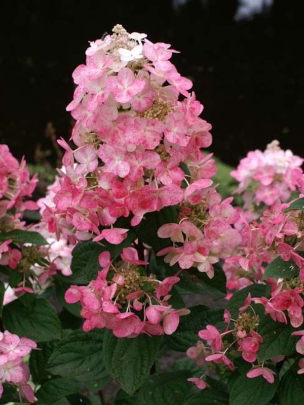 Гортензия метельчатая Мэджикал Файр (Hydrangea paniculata 'Magical Fire')