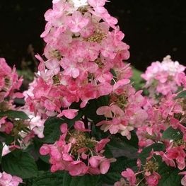 Гортензия метельчатая Мэджикал Файр (Hydrangea paniculata 'Magical Fire')