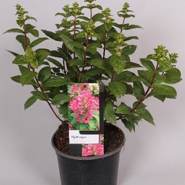 Гортензия метельчатая Мэджикал Файр (Hydrangea paniculata 'Magical Fire')