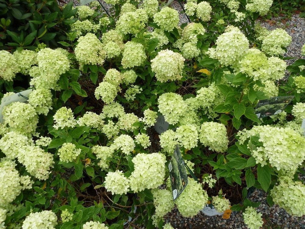Гортензия метельчатая Литтл Лайм (Hydrangea paniculata 'Little Lime')