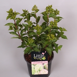 Гортензия метельчатая Литтл Лайм (Hydrangea paniculata 'Little Lime')