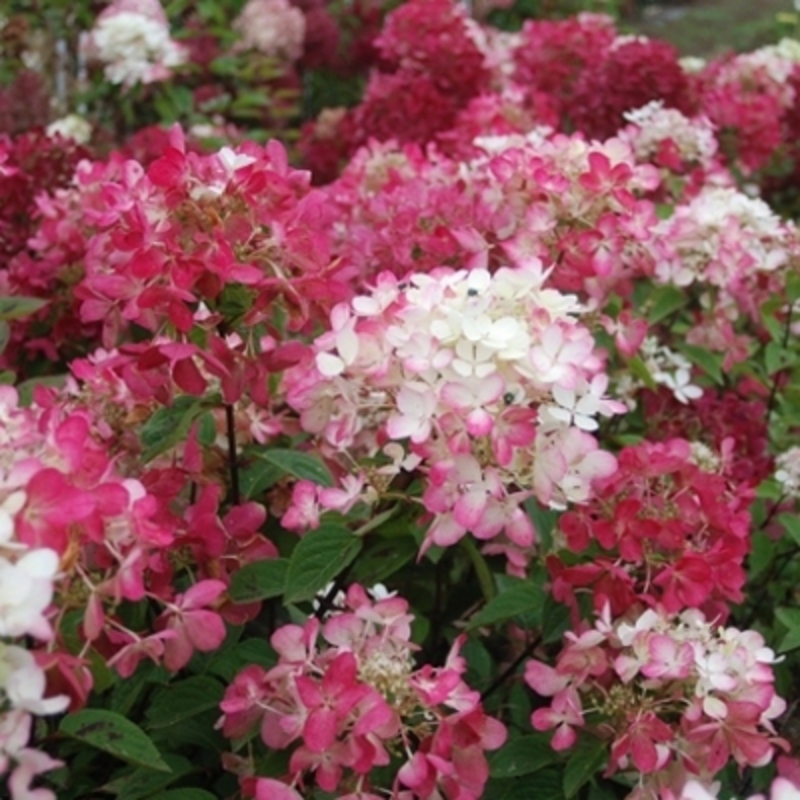 Гортензия метельчатая Диамант Руж (Hydrangea paniculata 'Diamant Rouge')
