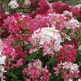Гортензия метельчатая Диамант Руж (Hydrangea paniculata 'Diamant Rouge')