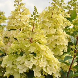 Гортензия метельчатая Кэндллайт (Hydrangea paniculata 'Candlelight')