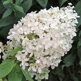 Гортензия метельчатая Бомбшелл (Hydrangea paniculata 'Bombshell')
