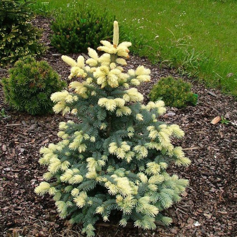Ель колючая Белобок (Picea pungens 'Bialobok')