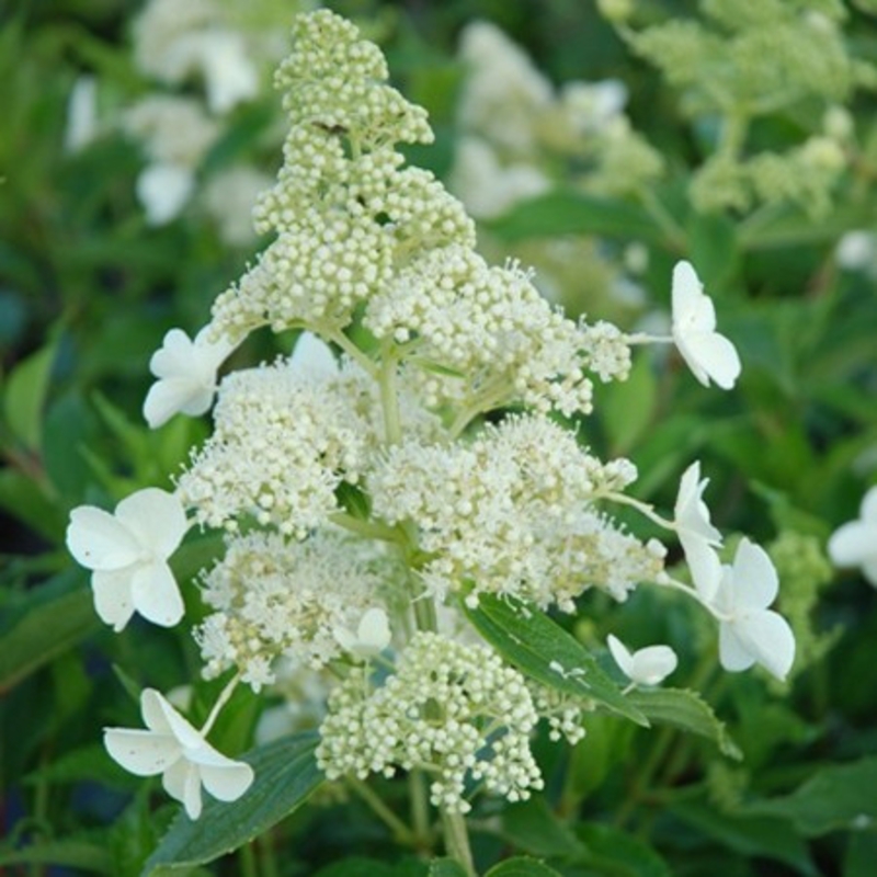 Гортензия метельчатая Киушу (Hydrangea paniculata 'Kyushu')