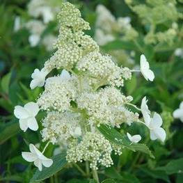 Гортензия метельчатая Киушу (Hydrangea paniculata 'Kyushu')