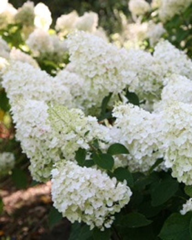 Гортензия метельчатая Полар Бир (Hydrangea paniculata 'Polar Bear')
