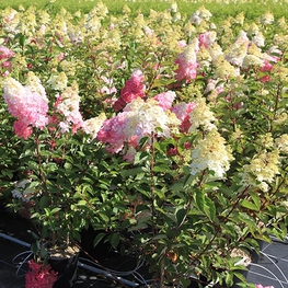Гортензия метельчатая Фрейз Мельба (Hydrangea paniculata 'Fraise Melba')