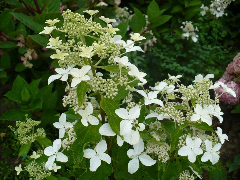 Гортензия метельчатая Мэджикал Старлайт (Hydrangea paniculata 'Magical Starlight')