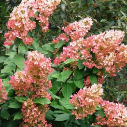 Гортензия метельчатая Пинк Даймонд (Hydrangea paniculata 'Pink Diamond')