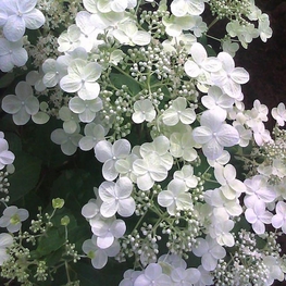 Гортензия метельчатая Спарклинг (Hydrangea paniculata 'Sparkling')