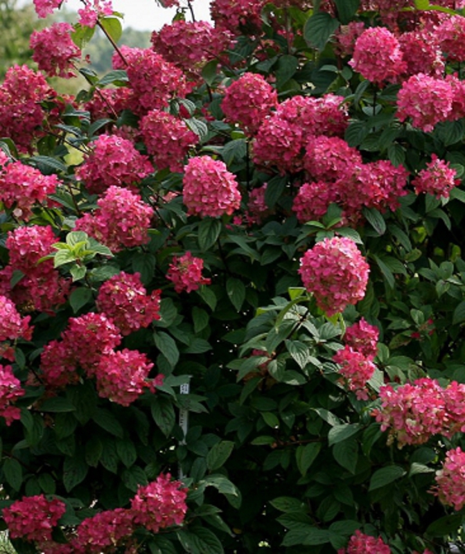 Гортензия метельчатая Вимс Ред (Hydrangea paniculata 'Wim's Red')