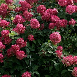 Гортензия метельчатая Вимс Ред (Hydrangea paniculata 'Wim's Red')