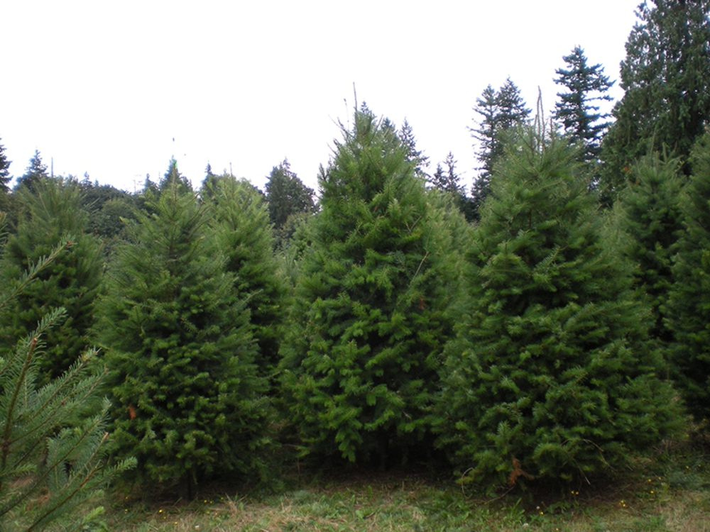 Псевдотсуга Мензиса (Pseudotsuga menziesii)