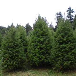 Псевдотсуга Мензиса (Pseudotsuga menziesii)