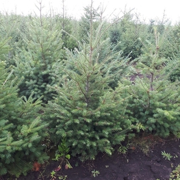 Псевдотсуга Мензиса (Pseudotsuga menziesii)