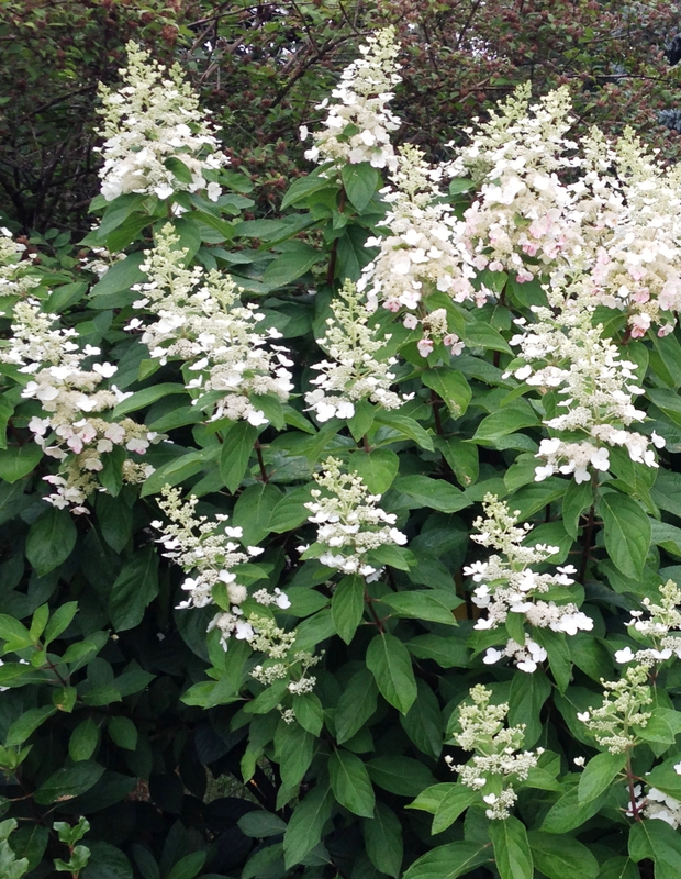 Гортензия метельчатая Тардива (Hydrangea paniculata 'Tardiva')