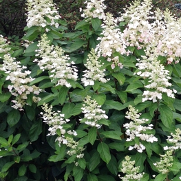 Гортензия метельчатая Тардива (Hydrangea paniculata 'Tardiva')