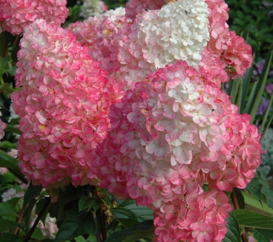 Гортензия метельчатая Пинк Леди (Hydrangea paniculata 'Pink Lady')