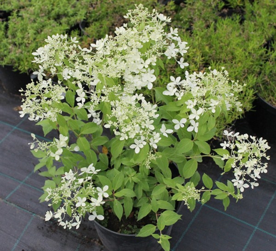 Гортензия метельчатая Дентель де Горрон (Hydrangea paniculata 'Dentelle de Gorron')