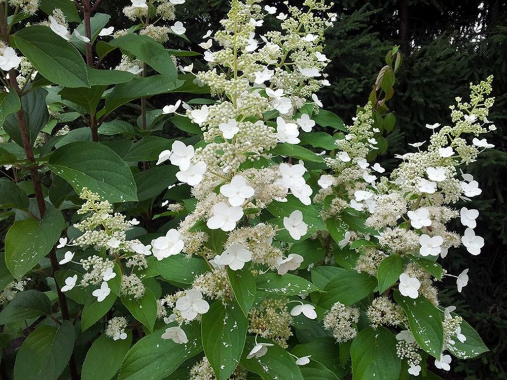 Гортензия метельчатая Левана (Hydrangea paniculata 'Levana')