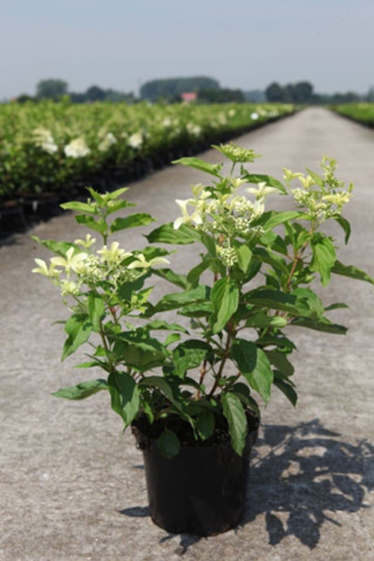 Гортензия метельчатая Грейт Стар (Hydrangea paniculata 'Great Star')