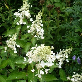 Гортензия метельчатая Уайт Голиаф (Hydrangea paniculata 'White Goliath')